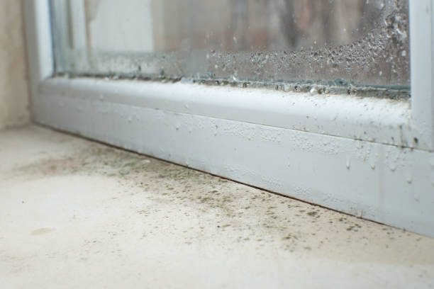 Trusted Scottsdale, AZ Mold Removal Experts